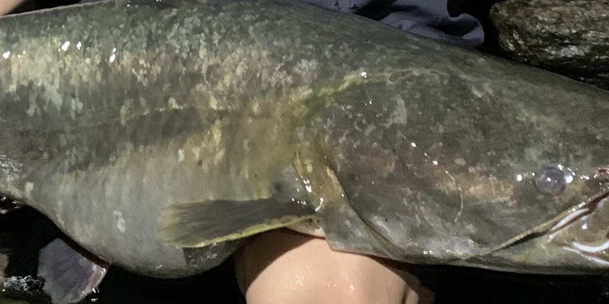 琵琶湖のビワコオオナマズ
